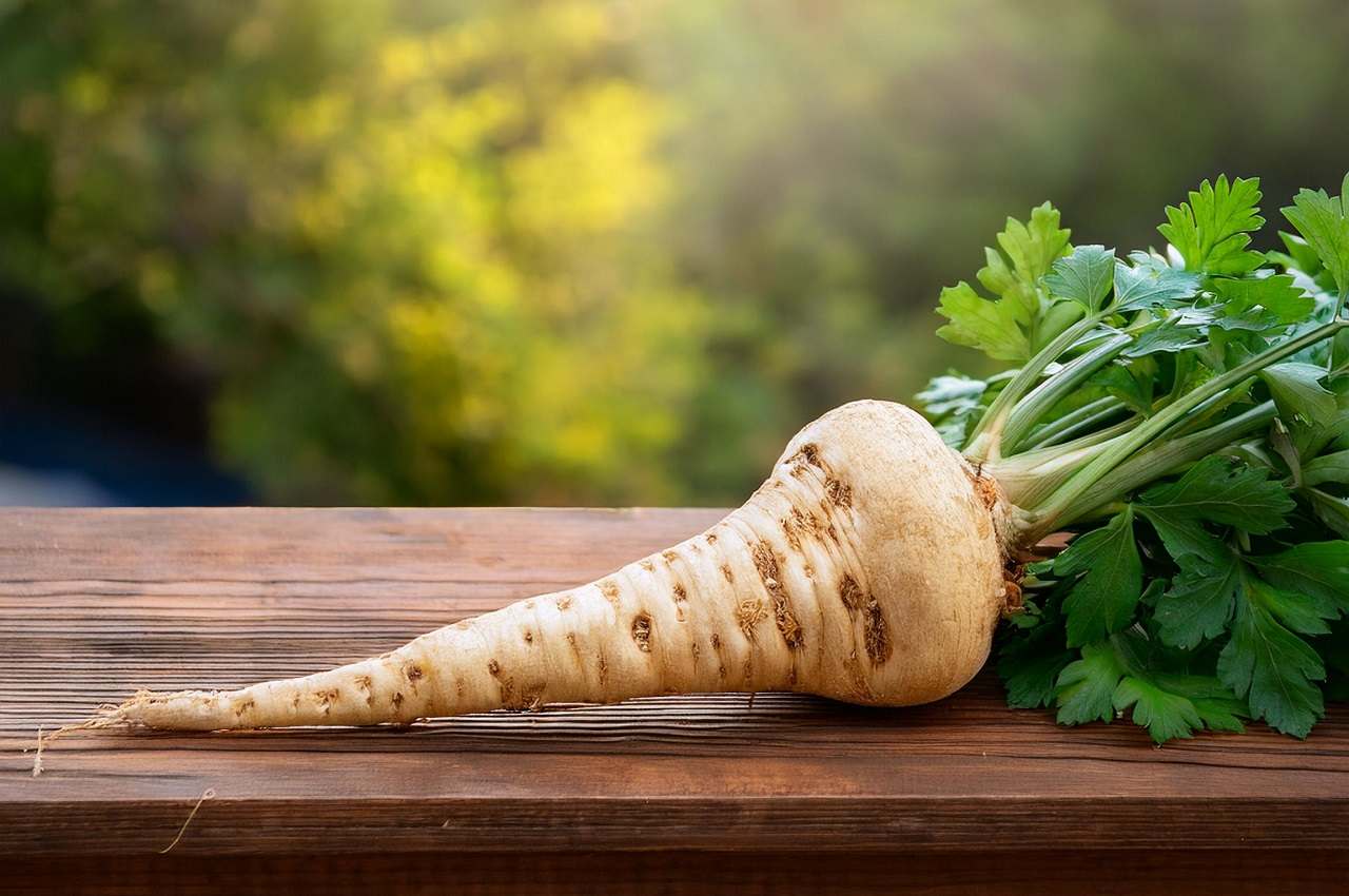 Пастернак: посадка й догляд у відкритому ґрунті, вирощування з ...