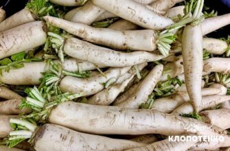 Чим корисний корінь пастернаку: властивості, поради та користь для здоров’я