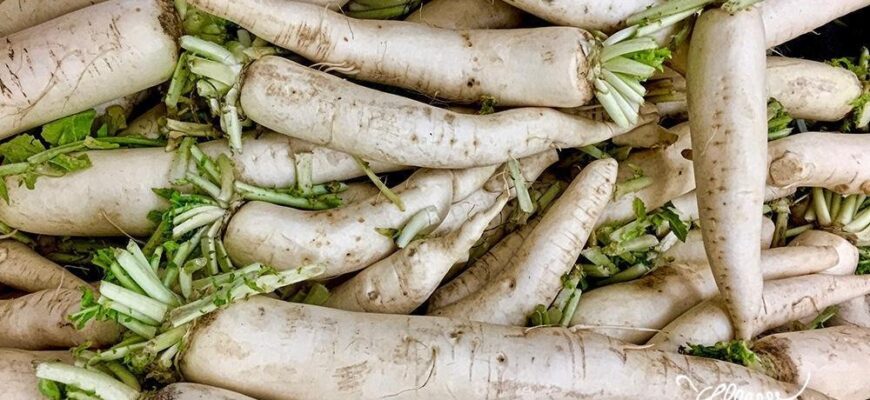 Чим корисний корінь пастернаку: властивості, поради та користь для здоров’я