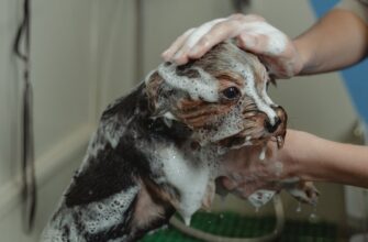 Чим купати собаку, щоб усунути запах: найкращі засоби та поради