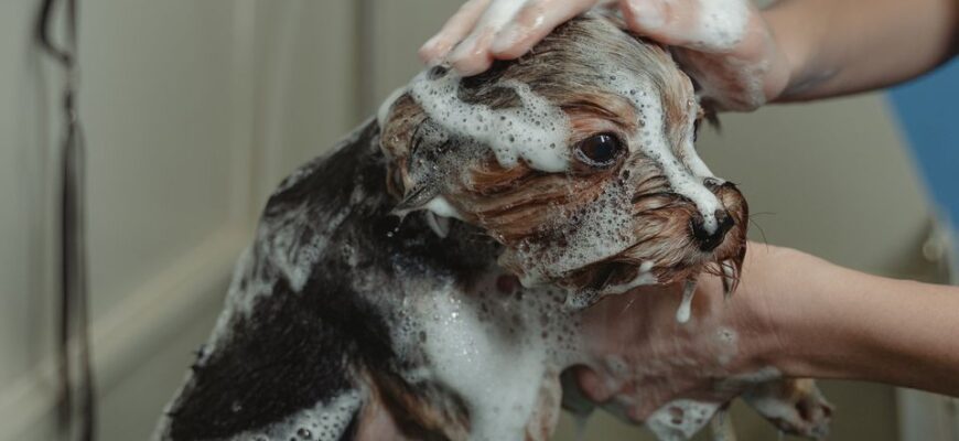 Чим купати собаку, щоб усунути запах: найкращі засоби та поради