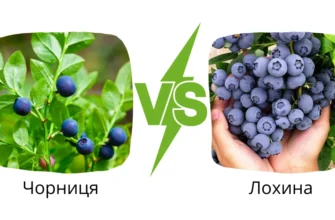 Чим лохина відрізняється від чорниці: головні відмінності ягід
