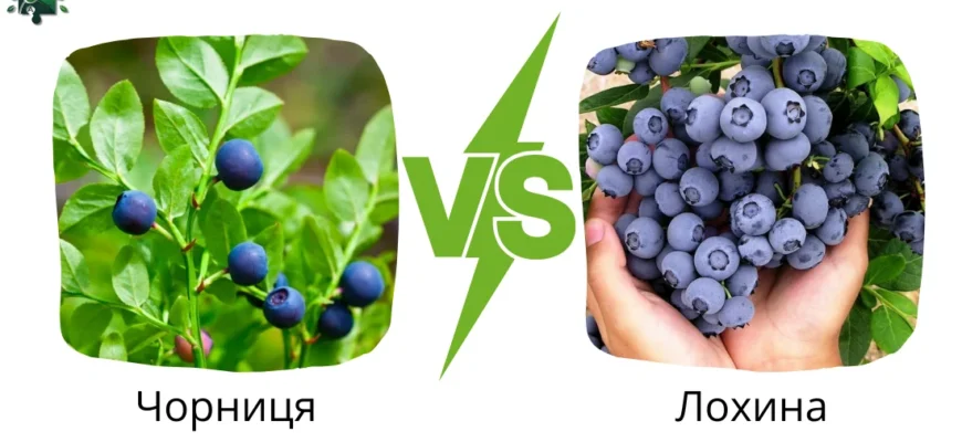 Чим лохина відрізняється від чорниці: головні відмінності ягід