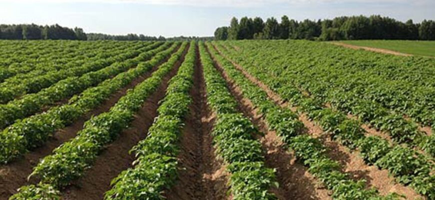 Чим обприскувати картоплю від бур’янів після посадки: ефективні засоби