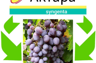 Чим обприскувати виноград: ефективні засоби для захисту рослин