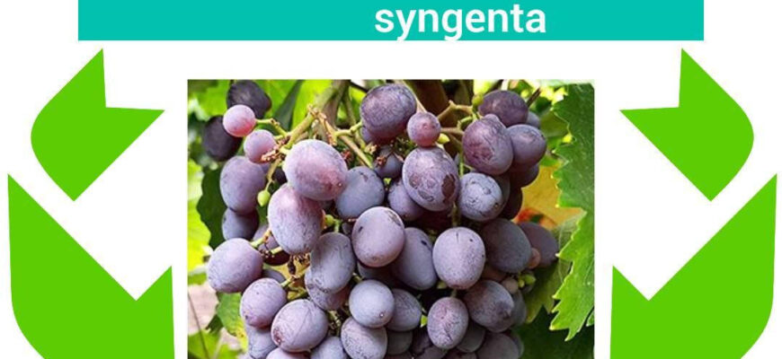 Чим обприскувати виноград: ефективні засоби для захисту рослин