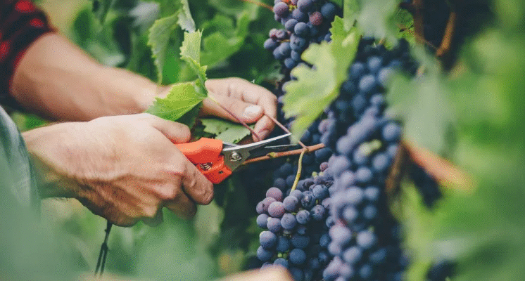 Чим обробляти виноград: ефективні засоби для захисту рослин
