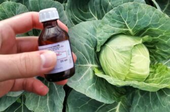 Чим обробити капусту від попелиці: ефективні засоби та поради