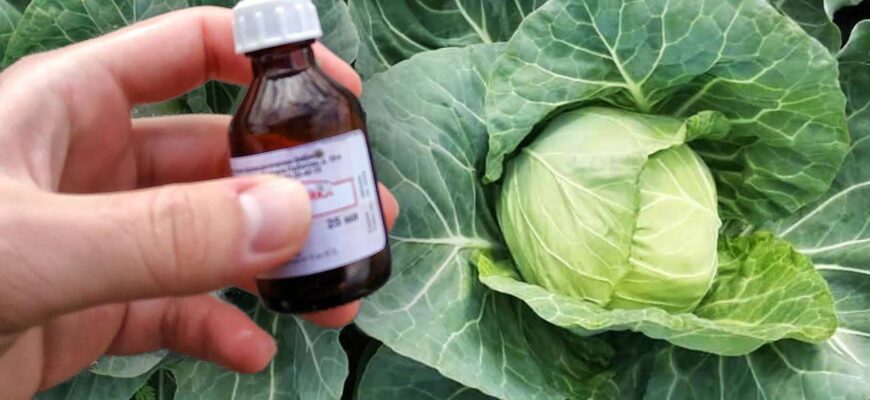 Чим обробити капусту від попелиці: ефективні засоби та поради