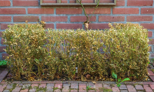 Обробка самшиту від вогнівки