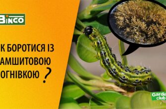 Чим обробити самшит: ефективні засоби для догляду і захисту