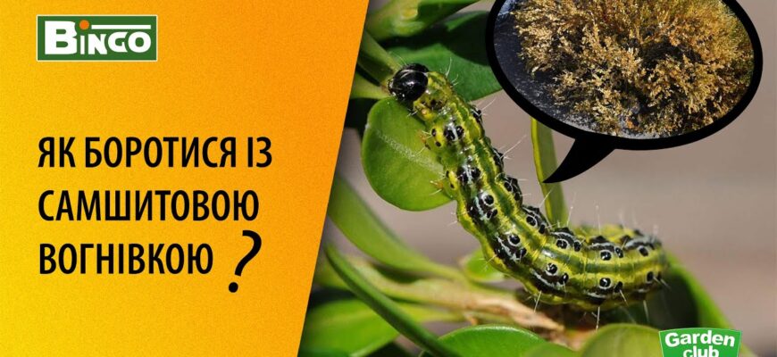 Чим обробити самшит: ефективні засоби для догляду і захисту Чим обробити самшит: ефективні засоби для догляду і захисту