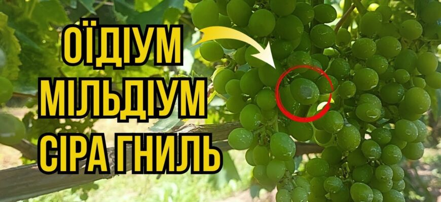 Чим обробити виноград після цвітіння: дієві поради та засоби