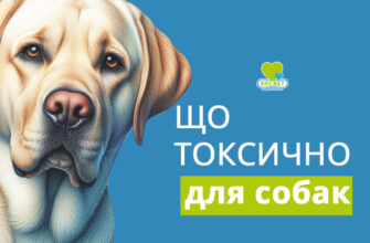 Чим Отруюють Собак: Найпоширеніші Речовини та Як Захистити Улюбленця