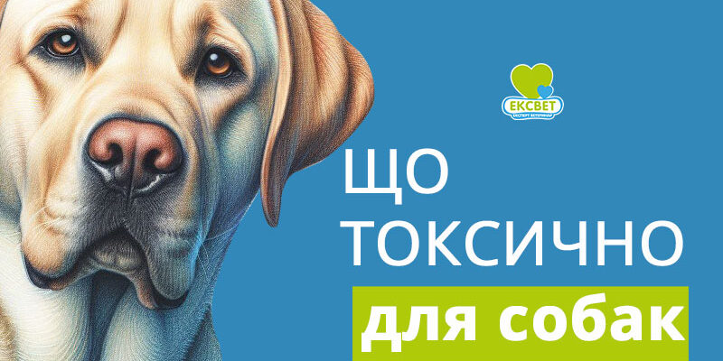 Чим Отруюють Собак: Найпоширеніші Речовини та Як Захистити Улюбленця