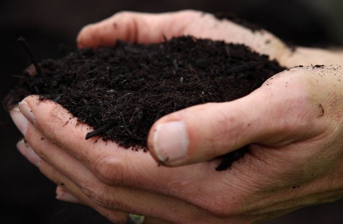 Грунт для садової лохини, як вибрати місце для посадки