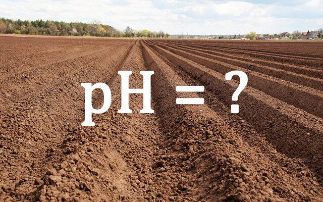 Чим підкислити ґрунт: ефективні засоби для покращення кислотності