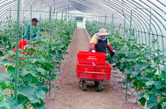 Чим підживлювати огірки в теплиці: найкращі добрива та поради
