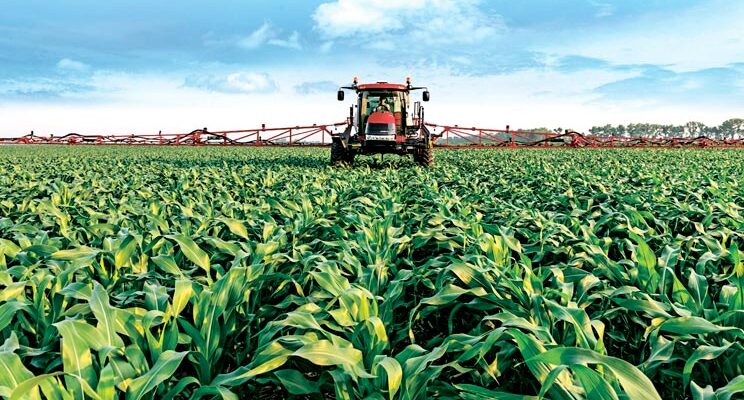 Чим підживити кукурудзу: ефективні добрива для високого врожаю