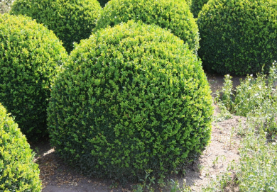 Як посадити самшит? Основні поради по догляду від розплідника