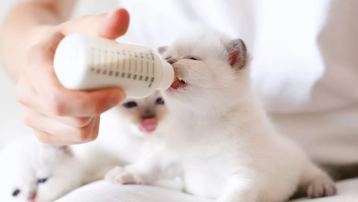 Чим правильніше годувати місячне кошеня: рекомендації та поради