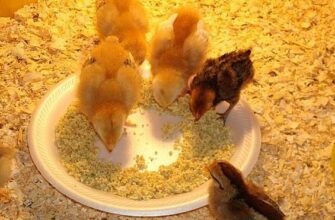 Чим правильно поїти курчат у перші дні життя: поради експертів