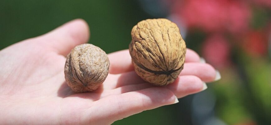 «Чим різниться грецький і волоський горіх: порівняння та факти»