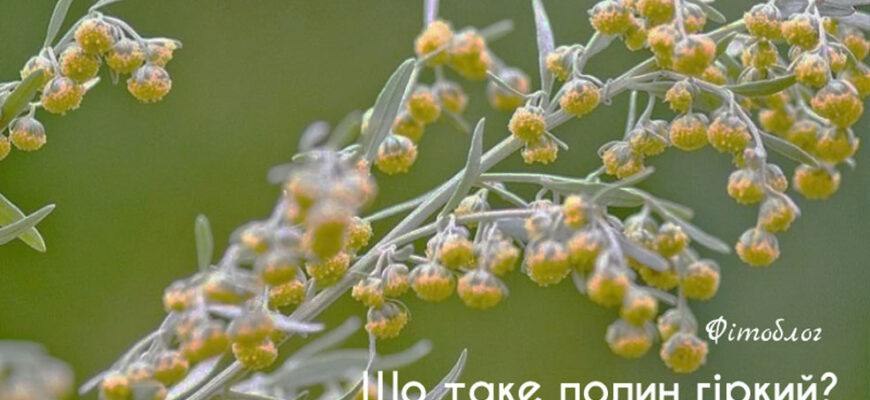 Чим шкідливий полин: небезпеки для здоров’я та можливі наслідки Чим шкідливий полин: небезпеки для здоров’я та можливі наслідки