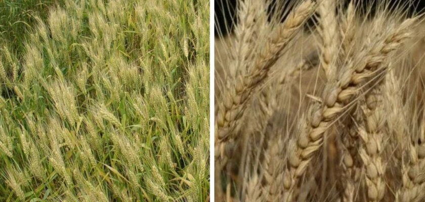 Чим відрізняється яра та озима пшениця: ключові особливості та різниця