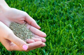 Чим засіяти газон, щоб не косити: вибір рослин для низького покриву