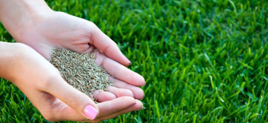 Чим засіяти газон, щоб не косити: вибір рослин для низького покриву