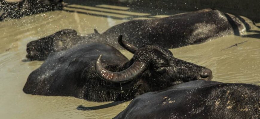 Чим зайнятися у Виноградові: найцікавіші ідеї для відпочинку та туризму