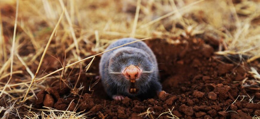 Чим живиться кріт європейський: раціон та особливості харчування Чим живиться кріт європейський: раціон та особливості харчування