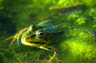 До чого сняться багато жаб: значення та тлумачення вашого сну