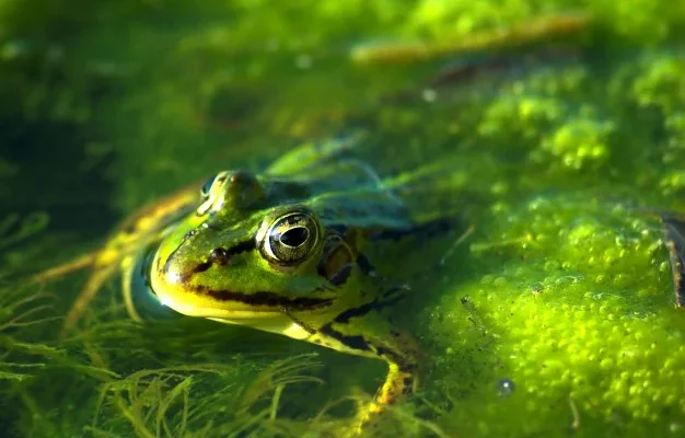 До чого сняться багато жаб: значення та тлумачення вашого сну