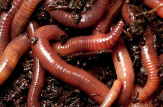 До чого сняться білі черви: значення снів і тлумачення символів