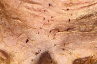 До чого сняться блохи на кішці: значення снів та їх вплив на вас