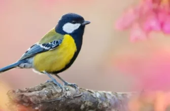 До чого сняться голуби: значення сну та його символіка в житті