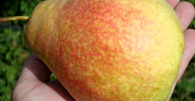 До чого сняться груші: тлумачення сну та прихований сенс символу