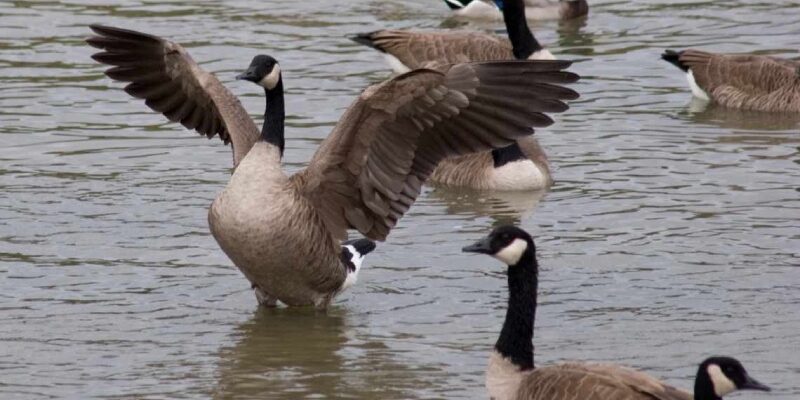 До чого сняться гуси: символіка та значення снів про гусей