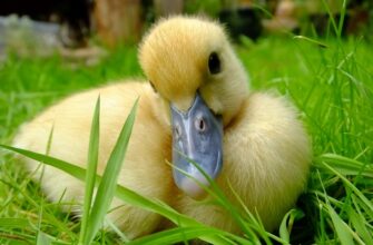 До чого сняться каченята: значення і тлумачення сновидінь про пташенят