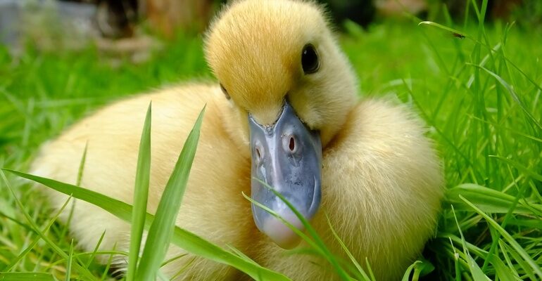 До чого сняться каченята: значення і тлумачення сновидінь про пташенят
