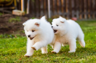 До чого сняться какашки: тлумачення сну та його значення для вас
