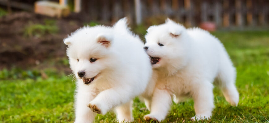 До чого сняться какашки: тлумачення сну та його значення для вас