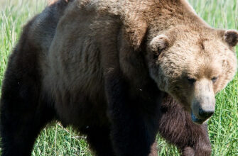 До чого сняться кліщі на собі: тлумачення та значення сновидіння