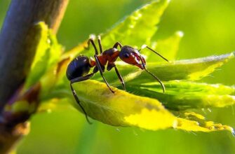 До чого сняться мурахи: розкриття символіки снів з комахами
