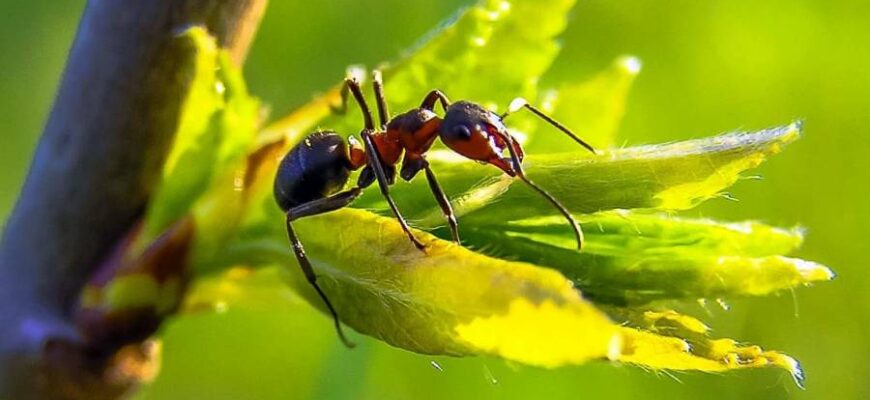До чого сняться мурахи: розкриття символіки снів з комахами