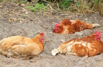 До чого сняться циплята: значення снів про маленьких курчат