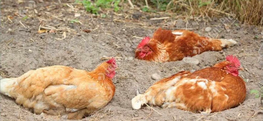 До чого сняться циплята: значення снів про маленьких курчат