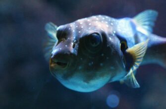 До чого сниться багато риби у воді: значення та тлумачення сновидіння